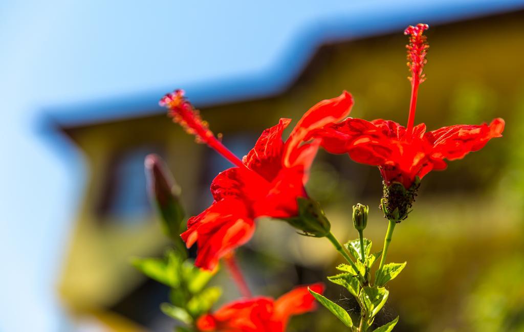 Marmaris Holiday Villas מראה חיצוני תמונה